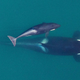 An adult female orca and calf swim in Washington state’s Puget Sound